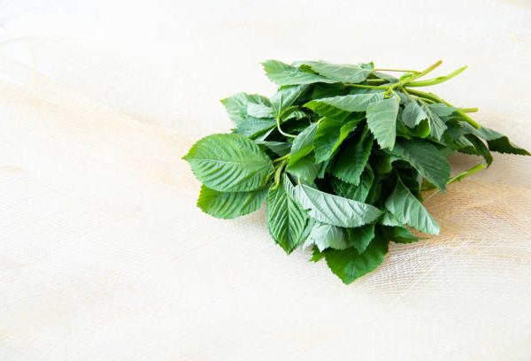 healthy food Corchorus olitorius